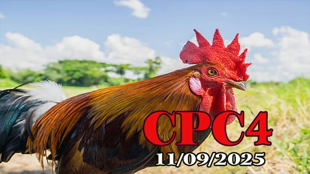 Full video đá gà trực tiếp trường gà C4 11/09/2025