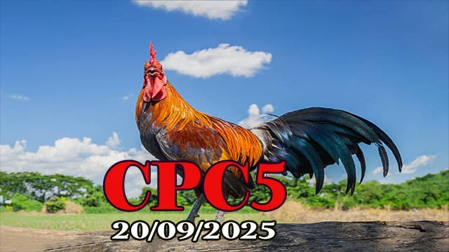 Full video đá gà trực tiếp trường gà C5 20/09/2025