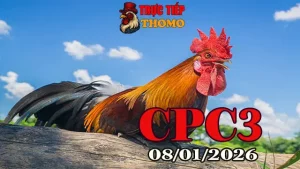 Xem Video Trực Tiếp Gà Đá CPC3 Ngày 08012025 Full Trận