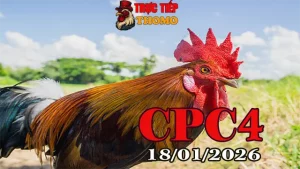 Xem clip đá gà CPC4 trực tiếp ngày 18012026