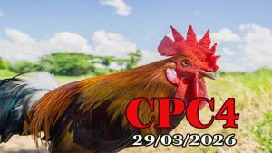 Video Xem Lại Đá Gà Thomo CPC4 Ngày 29032026