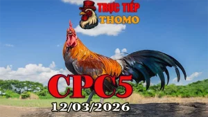 Video đá gà trực tiếp CPC5 hôm nay ngày 12032026 – Trận gà Thomo gay cấn