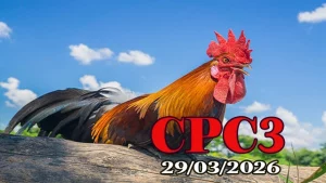 Xem Lại Clip Đá Gà Thomo CPC3 Ngày 29032026