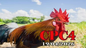 Full tổng hợp đá gà Thomo CPC4 ngày 19042026