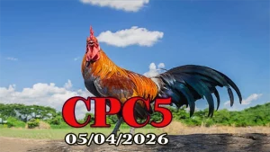 Link xem phát lại đá gà Thomo CPC5 ngày 05042026