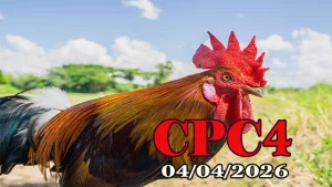 Xem Full Clip Đá Gà Thomo CPC4 Ngày 04042026