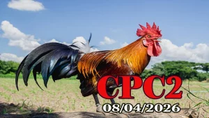 Xem video đá gà Thomo CPC2 ngày 08042026