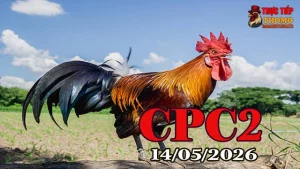 Xem clip đá gà thomo CPC2 ngày 14052026