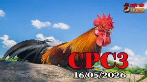 Xem video đá gà thomo CPC3 ngày 16052026