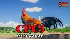 Xem video đá gà trực tiếp CPC5 ngày 05052026